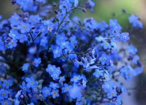 哪种蓝色花寓意好？它在成语中代表什么？