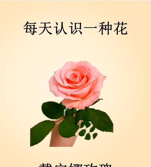 橘色玫瑰花象征什么？橘色玫瑰的花语是什么？