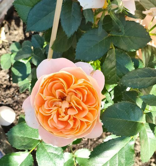 橘色玫瑰花象征什么？橘色玫瑰的花语是什么？
