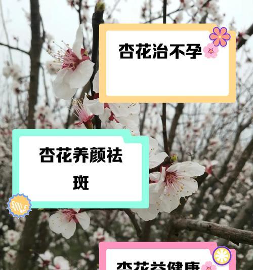 杏色百合花的花语是什么？杏色百合花代表什么？