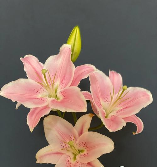 粉色百合花单独一朵代表什么？