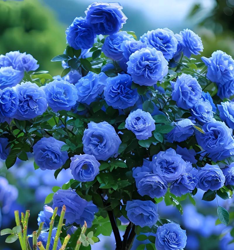 浅蓝色花语有哪些？浅蓝色的花寓意是什么？