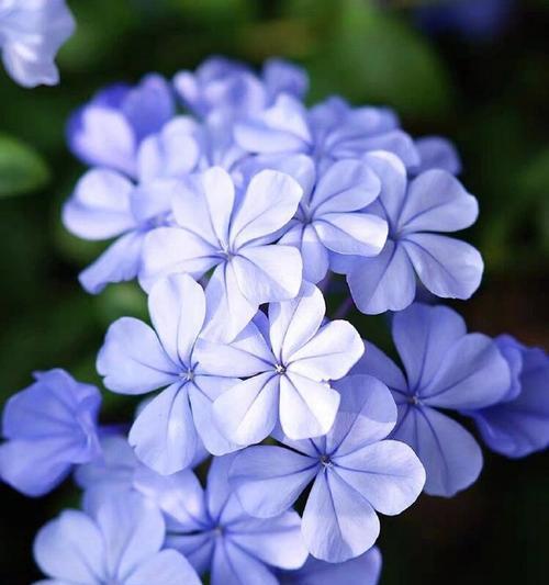 浅蓝色花语有哪些？浅蓝色的花寓意是什么？