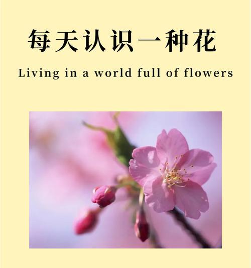 哪些花代表着浪漫和特别的含义？