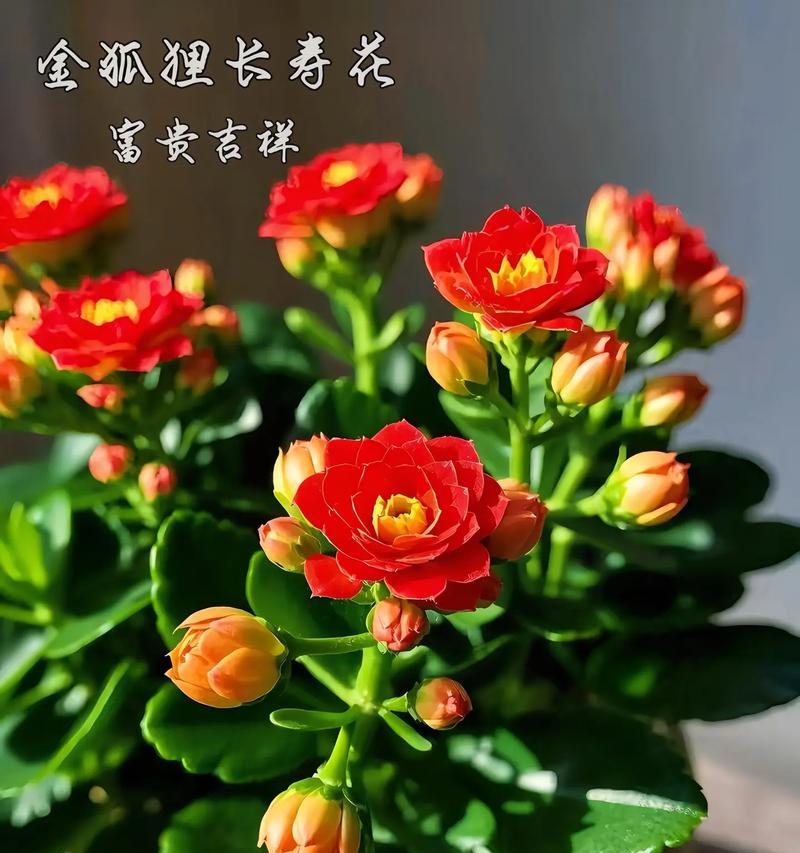 哪种花象征长寿？