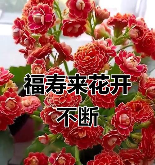 哪种花象征长寿？