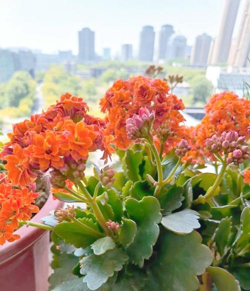 绿植长寿花的寓意和花语是什么？它象征着什么？