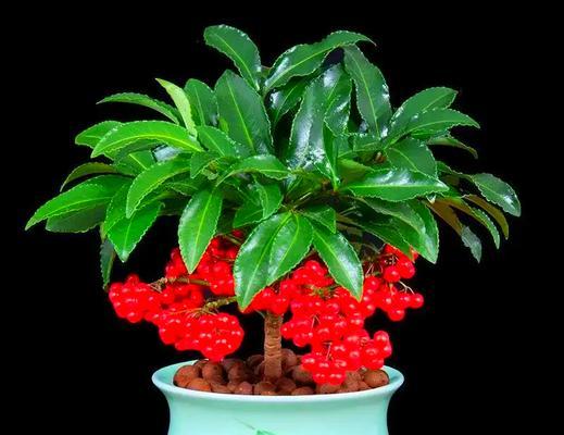 绿植长寿花的寓意和花语是什么？它象征着什么？
