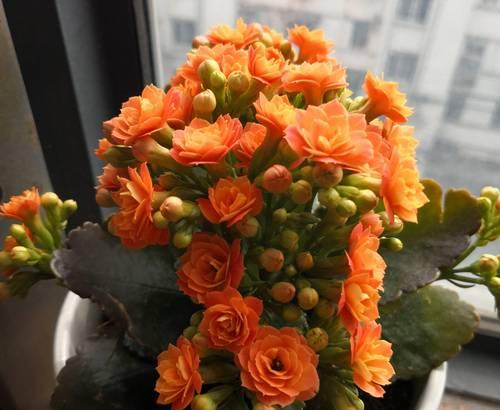 绿植长寿花的寓意和花语是什么？它象征着什么？