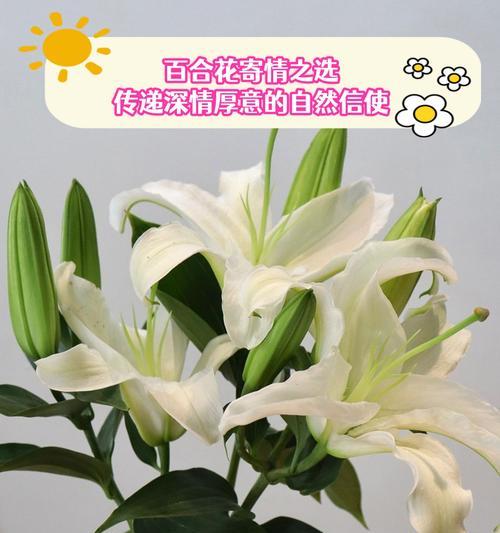 五月份应该送什么花表达爱情？五月份爱情花语有哪些？