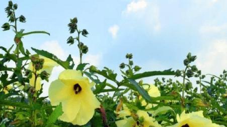送竹节花有何含义和象征？