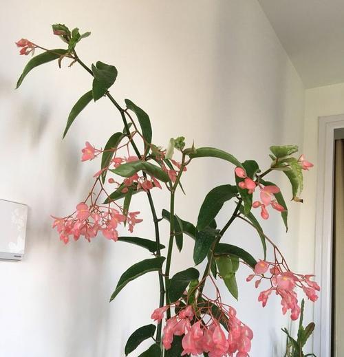 送竹节花有何含义和象征？