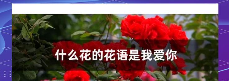 不同花的爱情象征是什么？如何选择合适的花朵表达爱意？