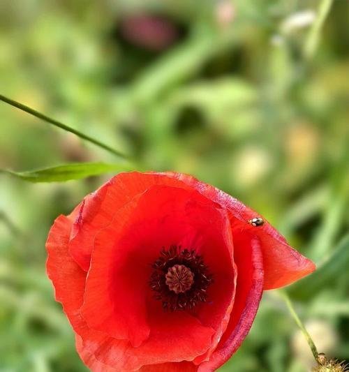 三朵红色喇叭花象征什么？它们的花语是什么？