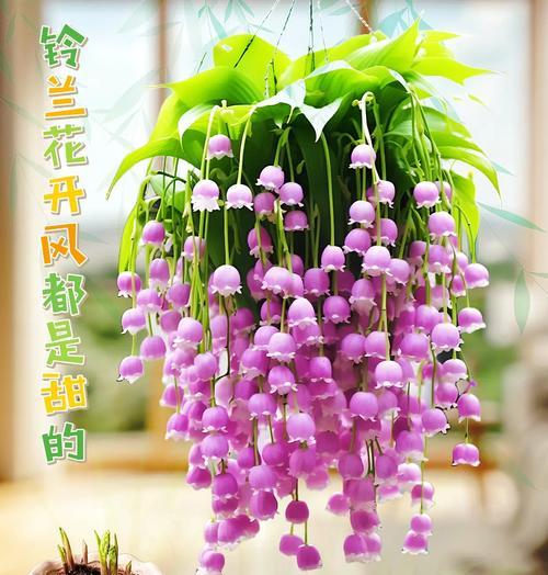 三束花的浪漫含义是什么？它象征着什么？