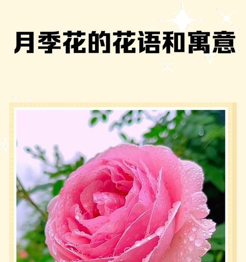 颜色与花语有何关联？不同颜色的花代表什么？