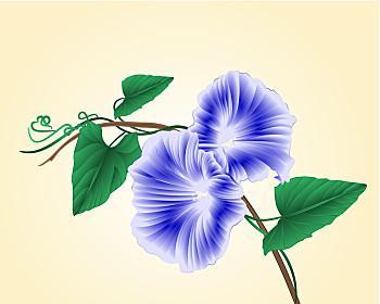 牵牛花蓝色裙子的寓意是什么？它象征着什么？