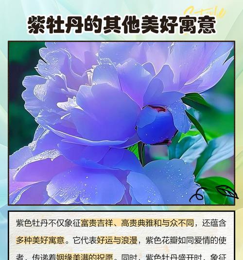 红色花与紫色花各自有何寓意？如何搭配红色和紫色花卉？