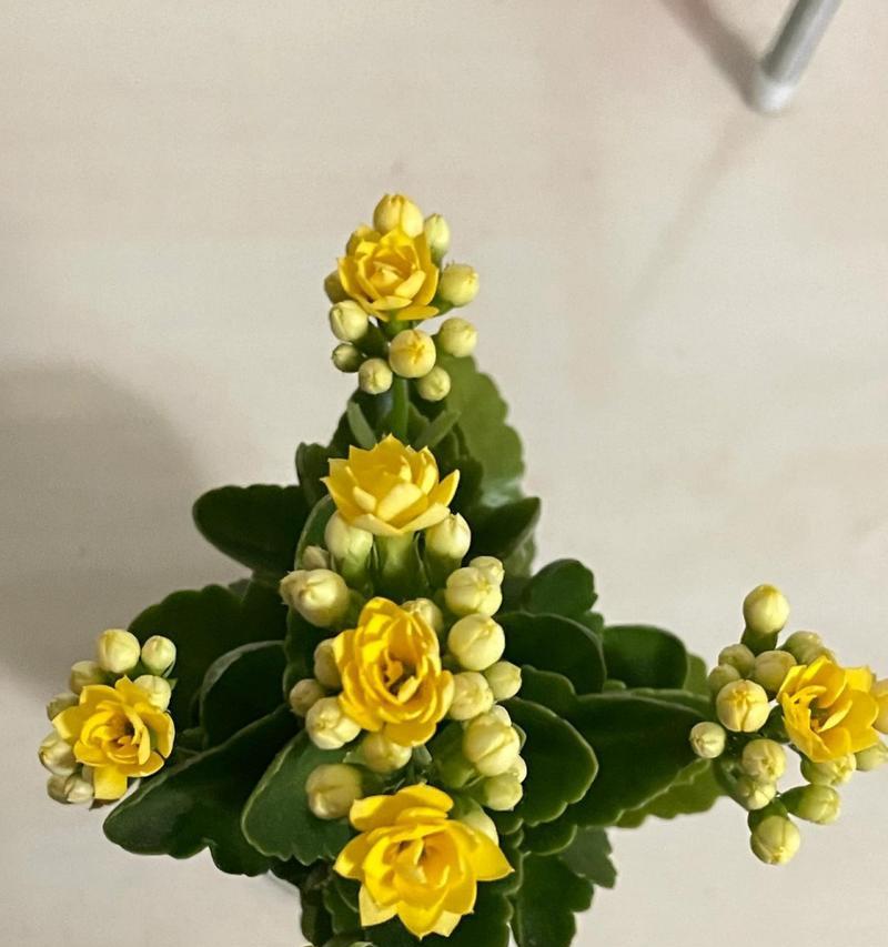 黄色花的寓意是什么？它们在不同文化中代表什么？