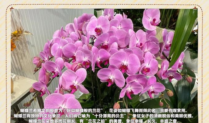 黄色花的寓意是什么？它们在不同文化中代表什么？