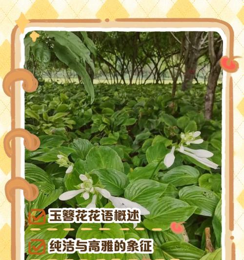 哪种白色花象征想念？它的花语有何深意？