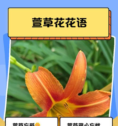 哪种白色花象征想念？它的花语有何深意？
