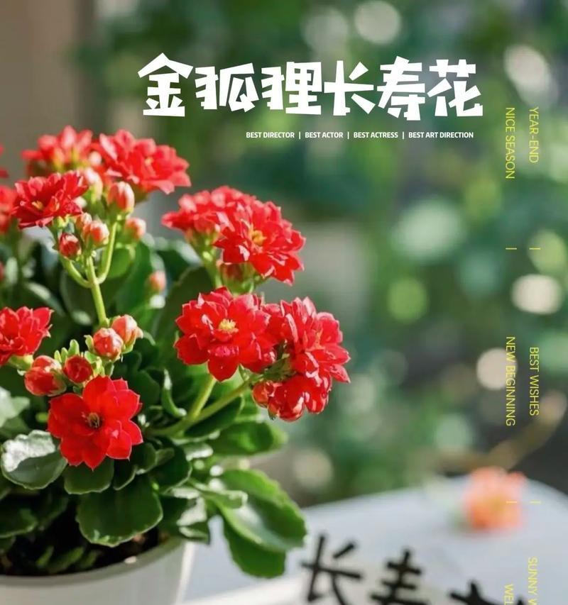 长寿花具体寓意着什么？