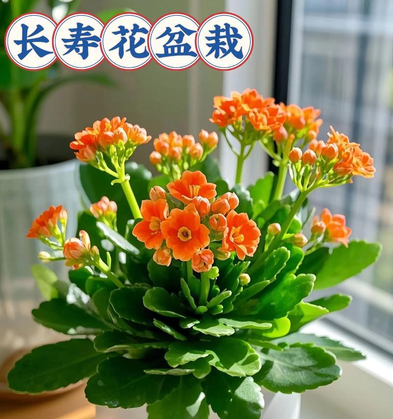长寿花具体寓意着什么？