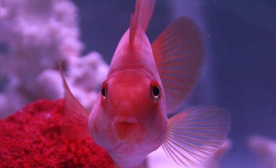 红色鱼和花一起出现寓意着什么？