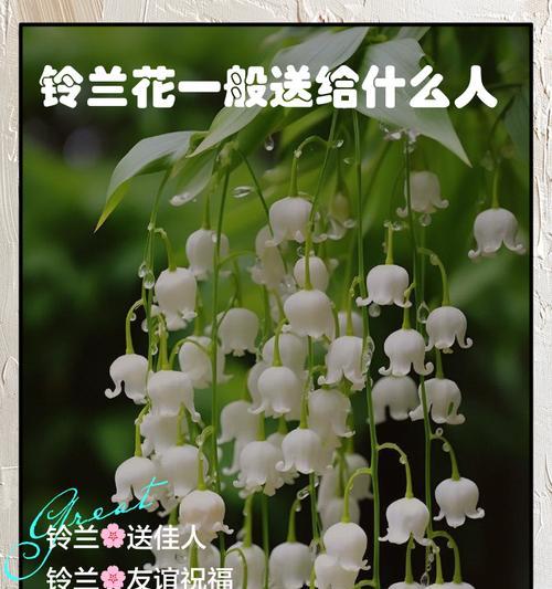 铃兰花在不同季节的花语是什么？它们代表了什么？