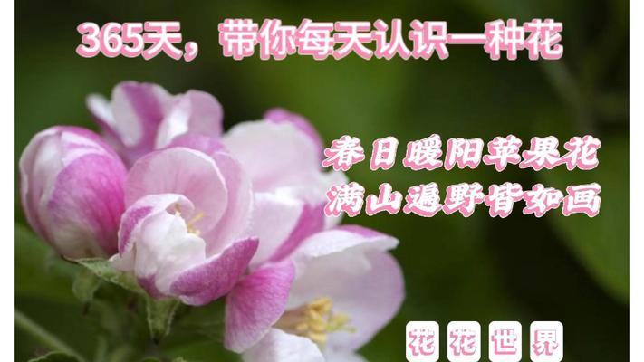 苹果花节的意义是什么？苹果花节的由来和庆祝方式有哪些？
