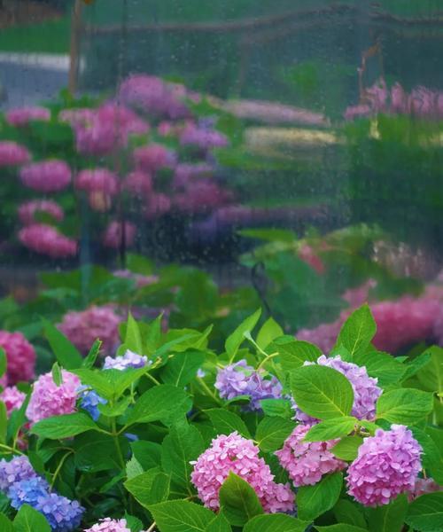 绿色绣球花代表什么含义？绣球花的寓意有哪些？