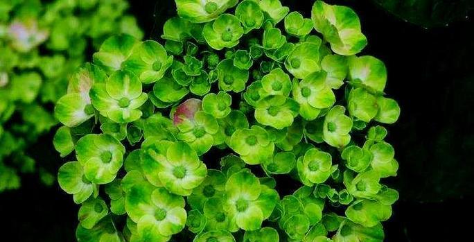 绿色绣球花代表什么含义？绣球花的寓意有哪些？