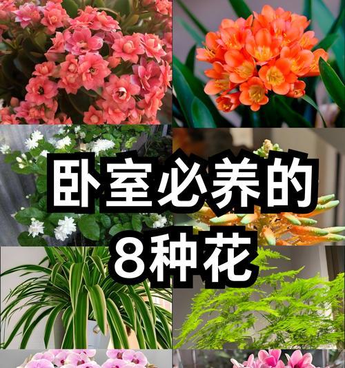 什么花象征富贵？作为礼物的富贵花卉有哪些选择？