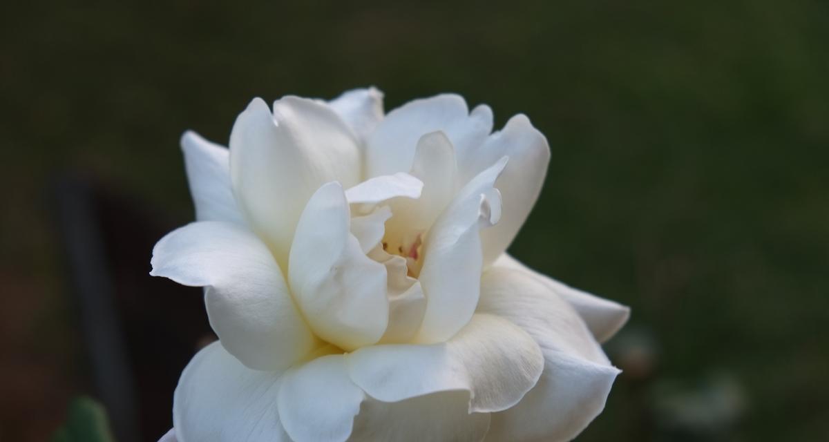 白色月季花代表什么？月季花的寓意有哪些？