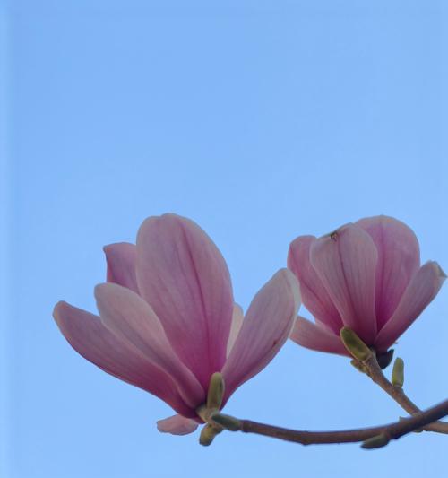 春天里哪些花象征着爱情？