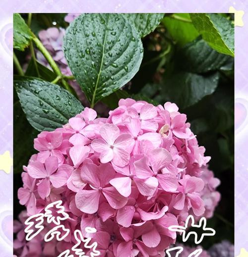 传说中哪种花象征永恒？它的寓意有何特别之处？