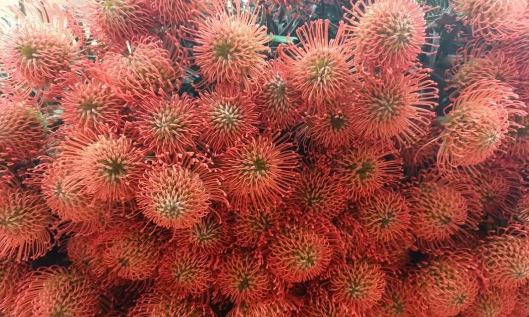 蓝色和红色针垫花的寓意是什么？针垫花的花语有哪些？