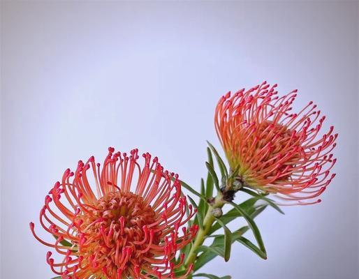 蓝色和红色针垫花的寓意是什么？针垫花的花语有哪些？