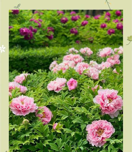 绿色牡丹花的花语及寓意是什么？