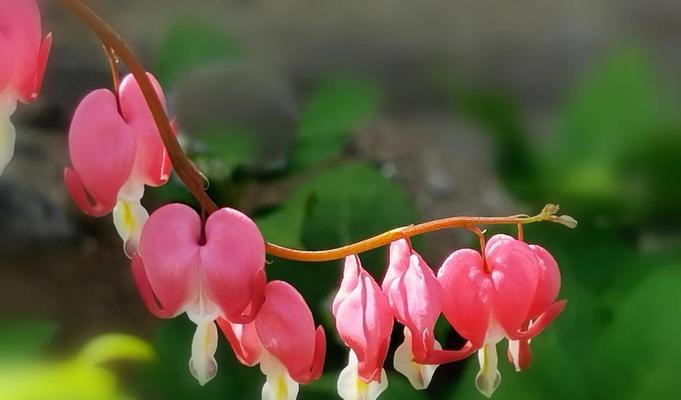 绿色牡丹花的花语及寓意是什么？