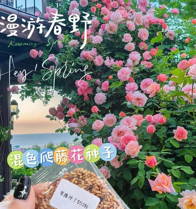 哪种爬藤花寓意平安幸福？