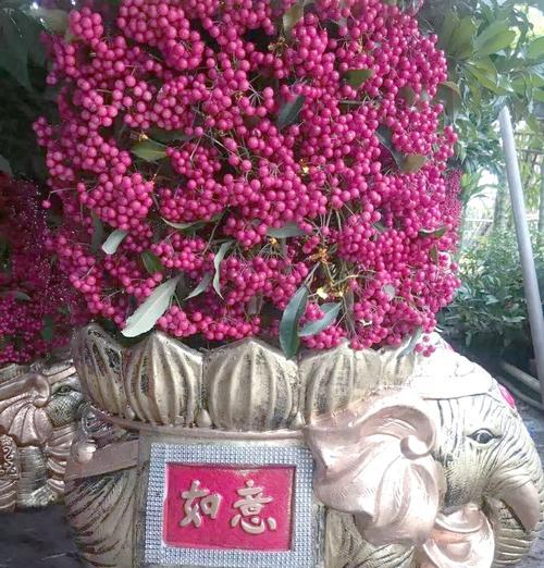 哪种爬藤花寓意平安幸福？