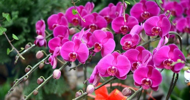 春节期间家里适合摆放哪种花？它们的寓意是什么？