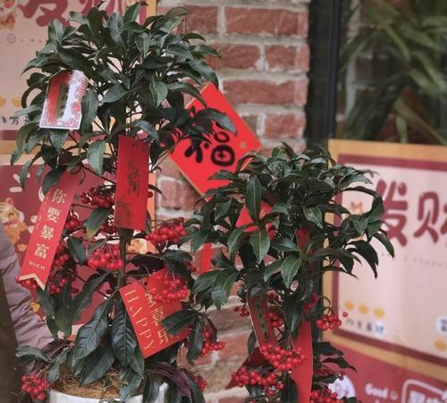 春节期间家里适合摆放哪种花？它们的寓意是什么？