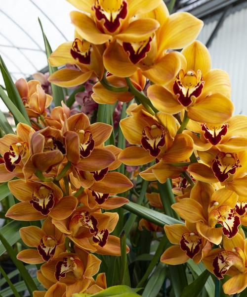 春节花卉有哪些花语？春节花卉花语是什么？