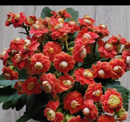 春节花卉有哪些花语？春节花卉花语是什么？