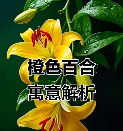 橘色百合花的寓意是什么？它象征着什么？
