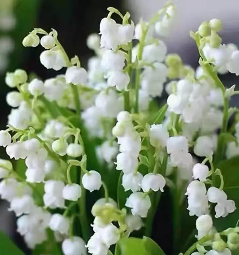 日本有哪些花象征浪漫？
