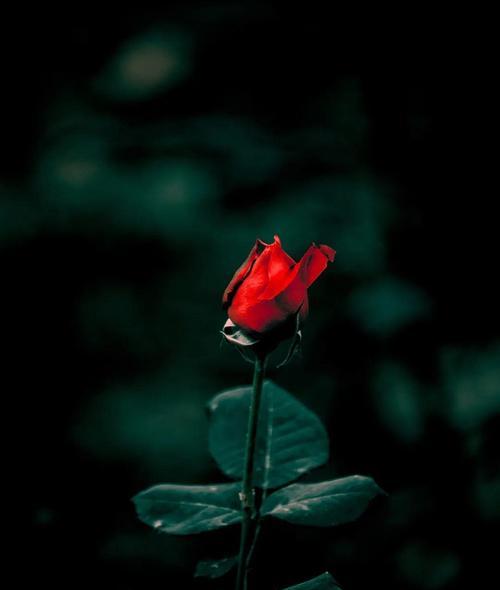 黑色花代表什么？黑色花的象征意义是什么？